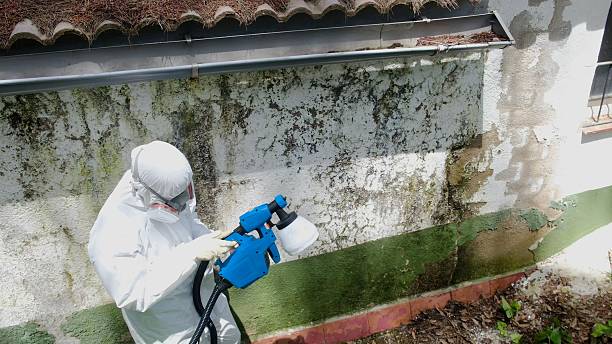 Trusted Attic Mold Removal service in Cassville, PA - Cheap Mold Removal